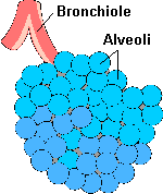 alveoli_naturalhealthschool.com